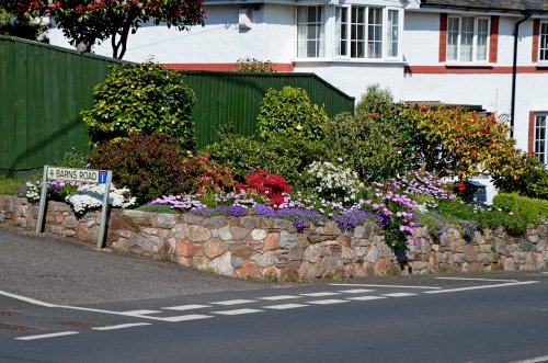 Budleigh flowers