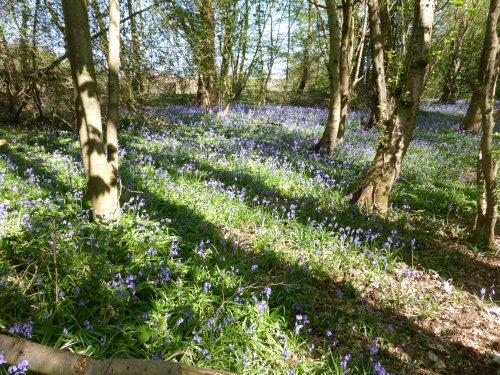 A Bluebell Wood Near Wrotham, Kent. Spring has Sprung!