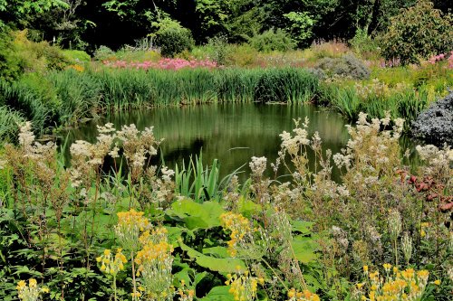Bog Garden, Howick Hall, Craster