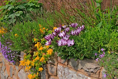 Budleigh Spring colours