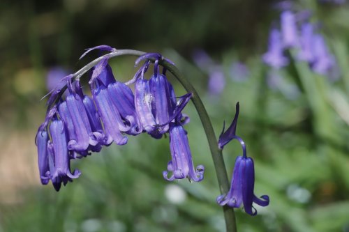 Close up of Bluebell in Home Wood, Crowborough