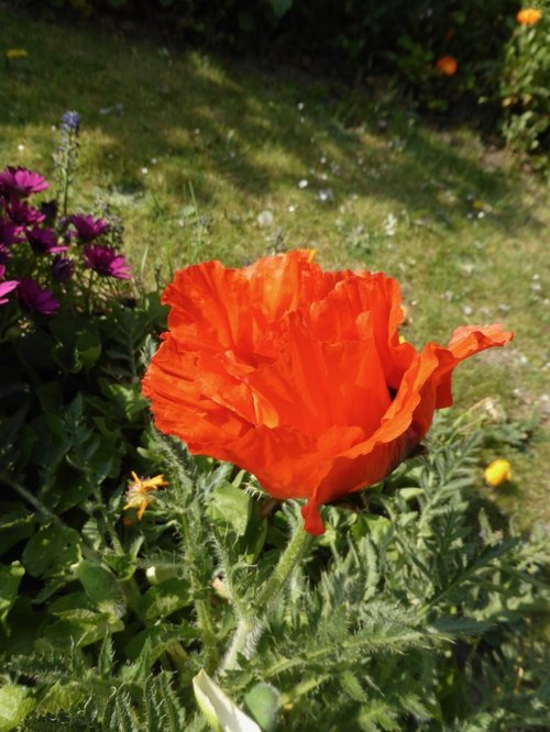 A Beautiful Poppy in a Gravesend Garden. The Morning it Bloomed!