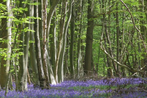 Spring Woodland Bluebells
