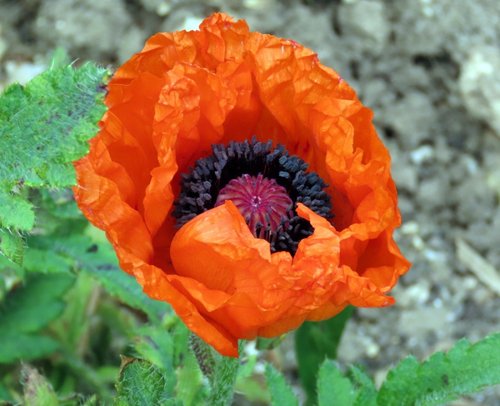 Poppy