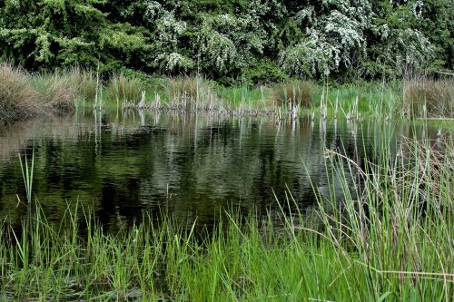 Potteric Carrr Nature Reserve, Doncaster