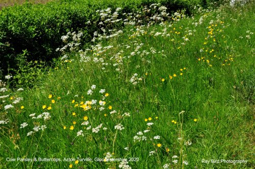 Cow Parsley & Buttercups, Littleton Drew Lane, Acton Turville, Gloucestershire 2020