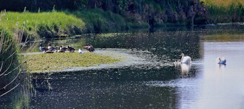 Budleigh's swans