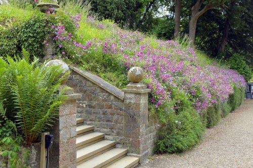 Sweet Peas at Riverhill Gardens