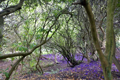 The Azaleas have finished at Riverhill Gardens