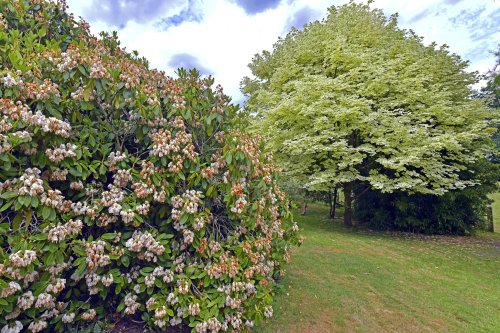 Riverhill Himalayan Gardens