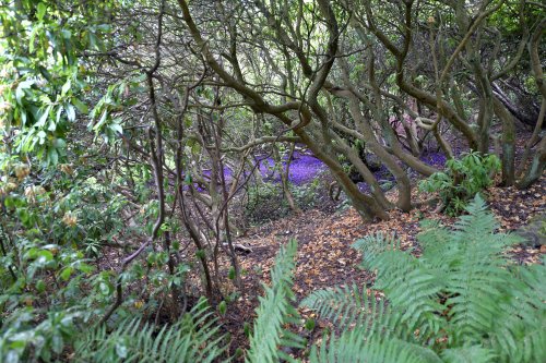 Riverhill Himalayan Gardens