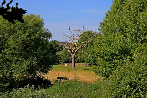 A withered tree in Otterton