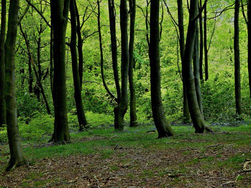 Wombwell Woods