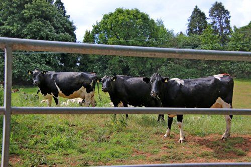Knowle cattle