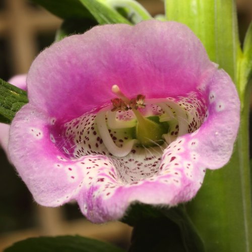 Foxglove Flower in my garden at Caversham