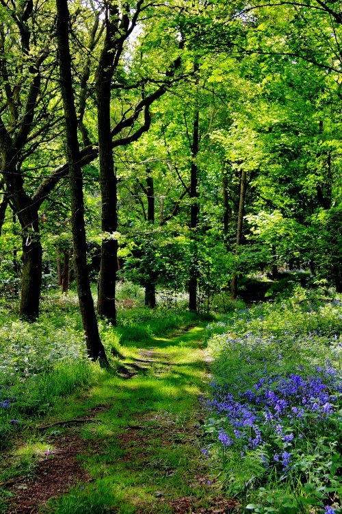 Bagger Wood near Barnsley