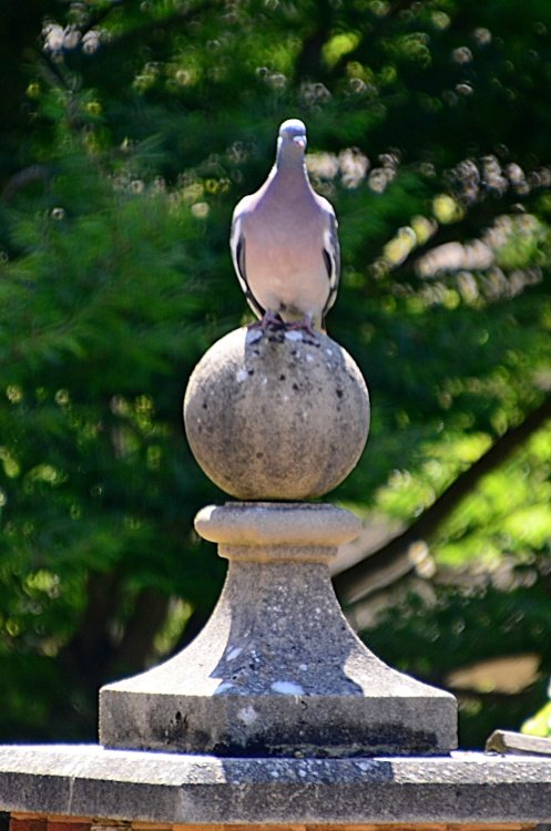 Budleigh Salterton statuesque pigeon