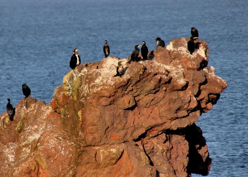 Cormorants at St Abbs