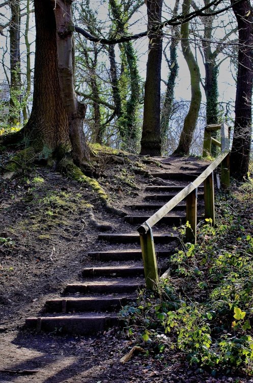 Woodland at Elsecar Park