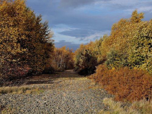 Disused Railtrack at Cudworth
