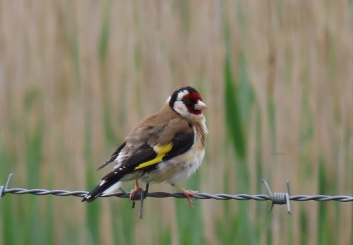 Goldfinch