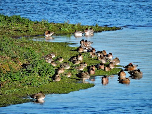 Pochard at RSPB Old Moor