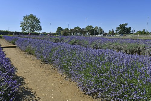 Norfolk Lavender