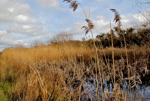 Reedbeds RSPB Old Moor