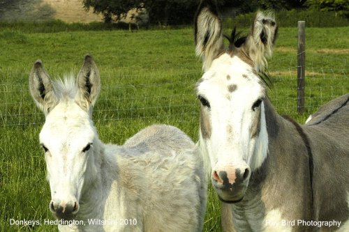 Donkeys, Heddington, Wiltshire 2010