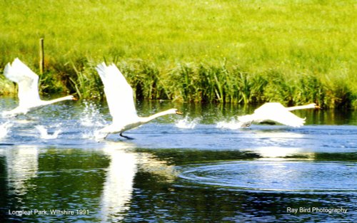 We have lift off !! - Swans at Longleat Park, nr Warminster Wiltshire 1991