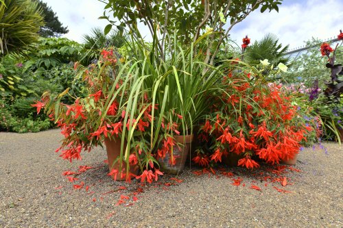Abbeywood Gardens, Delamere