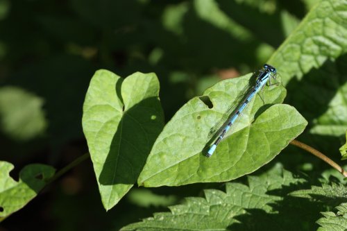 Damsel Fly at Caversham Lakes