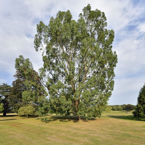 A Magnificent tree at Belmont House Gardens