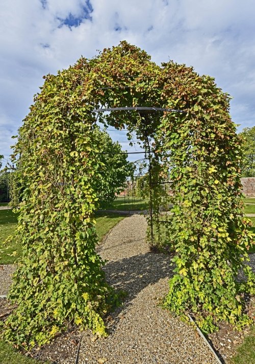 Hop Arbours at Belmont House Gardens
