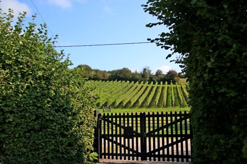 Knowle Vineyard