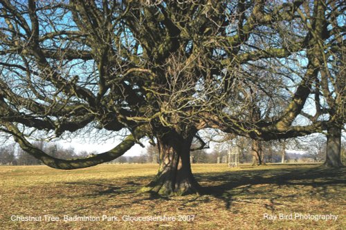 Chestnut Tree, Badminton Park, Gloucestershire 2007