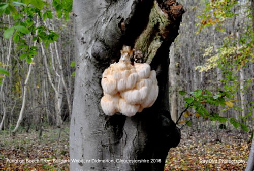 Fungi on Beech Tree Trunk, Bullpark Wood, nr Didmarton, Gloucestershire 2016