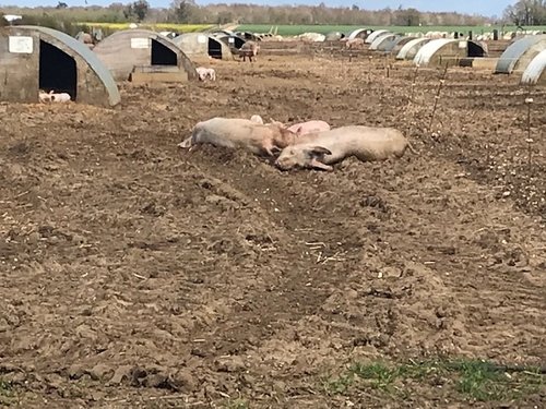 Ewelme - Pigs sleeping