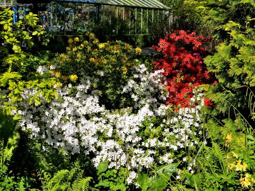 RHS Harlow Carr Gardens
