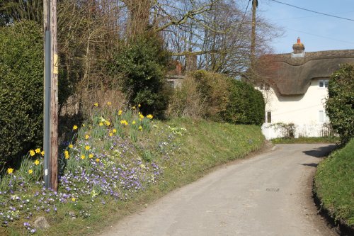 A lovely display of naturalised spring flowers in Bishopstone