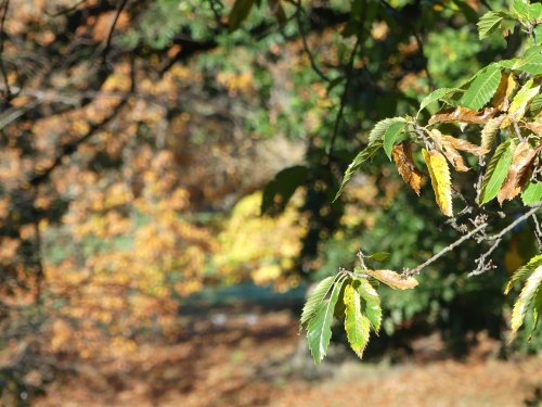 Greenwich Park in Autumn