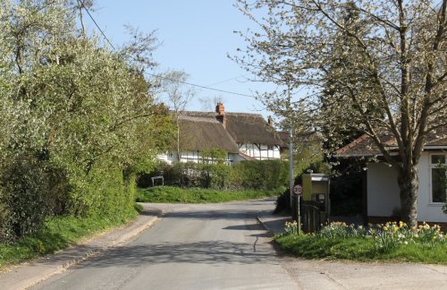 Daffodils and Spring blossom in West Hendred