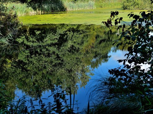 Phyllis Currie Nature Reserve, Great Leighs