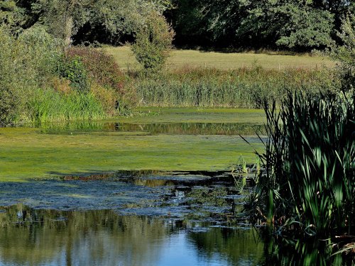 Phyllis Currie Nature Reserve, Great Leighs