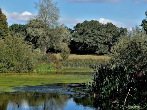 Phyllis Currie Nature Reserve, Great Leighs