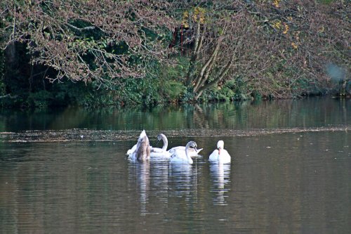Bicton swans