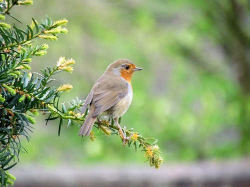 robin Eastcote house gardens