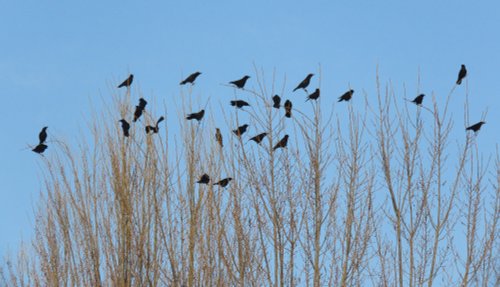 crows