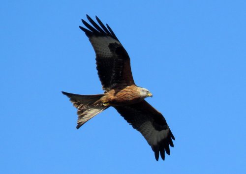 red kite