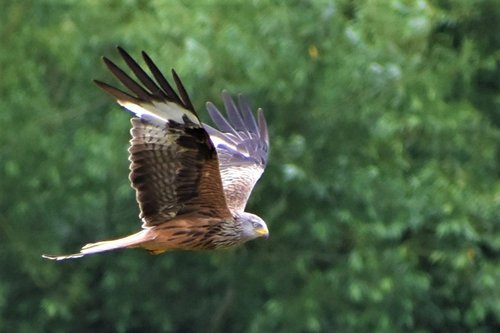 Red Kite hunting during Haymaking time Nr Aston on Clun.